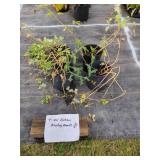 FOUR OLD FASHION BLEEDING HEARTS