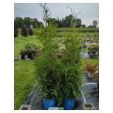4 GREEN GIANT ARBORVITAE