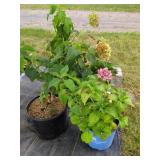 4 POTTED HYDRANGEA PLANTS