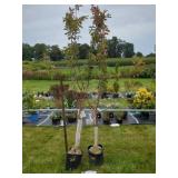 2 BURBANK PLUM TREES