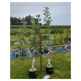 2 APPLE TREES, SPARTAN AND GALA