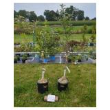 2 APPLE TREES