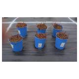 6 SEDUM PLANTS