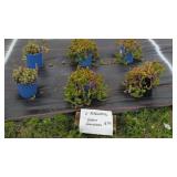 6 ASSORTED SEDUM GROUNDCOVERS