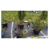 6 EVERGREENS AND PERENNIALS