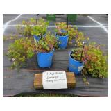 4 APPLE BLOSSOM CRANESBILL HARDY GERANIUM