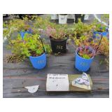 5 APPLE BLOSSOM HARDY GERANIUM
