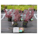 5 MARINA SEDUM