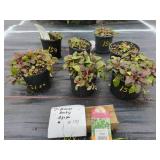 7 BRONZE BEAUTY AJUGA