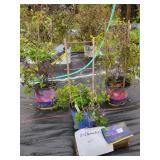 3 CLEMATIS