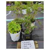 4 ASSORTED PERENNIALS