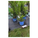 3 HARDY HOLLYWOOD JUNIPER EVERGREENS
