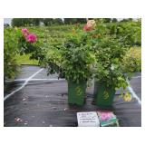 2 DAVID AUSTIN ROSE