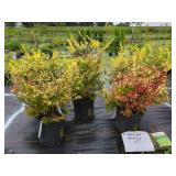 5 YELLOWLEAF JAPANESE BARBERRY