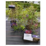 3 EDDA CLEMATIS