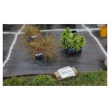 9 ASIATIC LILIES & CORKSCREW GRASS