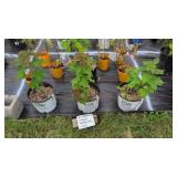 10 PERENNIAL HIBISCUS AGASTACHE