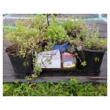 5 LITTLE TRUDY CATMINT