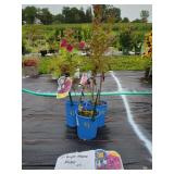 3 PURPLE FLAME GARDEN PHLOX