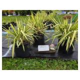 3 COLOR GUARD YUCCA PLANTS
