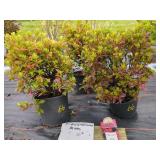 3 GIRARD CRIMSON AZALEA