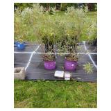 2 ICEBERG ALLEY SAGE LEAF WILLOW