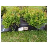 4 GOLDFLAME SPIREA