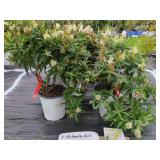 3 BUTTERFLY BUSH 