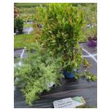 2 ASSORTED SHRUBS