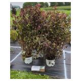 3 SUMMER WINE NINEBARK SHRUBS