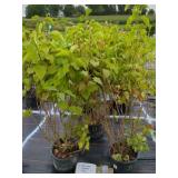 3 NEW AGE LAVENDER LILAC SHRUBS