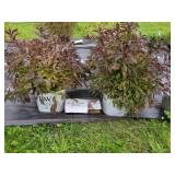 2 SPILLED WINE WEIGELA