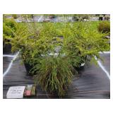 3 ASSORTED EVERGREENS