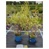 2 HAKURO NISHIKI TRI-COLOR WILLOW