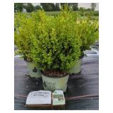 3 INDEPENDENCE BOXWOOD