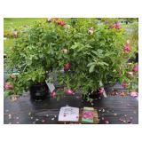 2 BURGUNDY ICEBERG ROSE