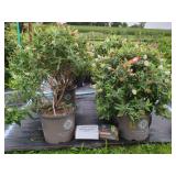 4 DAPPER WHITE BUTTERFLY BUSH