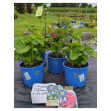 5 HOLLYHOCK PLANTS