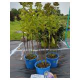 3 FANCY GIRL GARDEN PHLOX