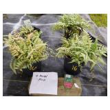4 JAPANESE PAINTED FERNS