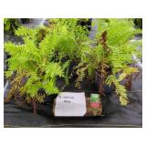 5 OSTRICH FERN PLANTS