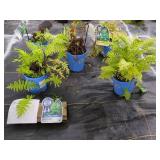 5 OSTRICH FERN TRUE BLEW NATIVES