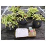 5 JAPANESE PAINTED FERNS