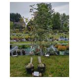 POTTED APPLE TREES ï¿½ GALA, CORTLAND