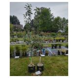2 APPLE TREES 