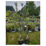 TWO SEMI-DWARF APPLE TREES IN POTS