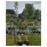 2 APPLE TREES FUJI SEMI-DWARF AND SPARTAN