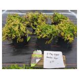 6 MAY NIGHT SALVIA GARDEN SAGE PLANTS