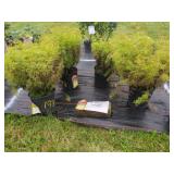4 COREOPSIS VERTICILLATA PLANTS