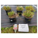 5 SNOWSURFER CANDYTUFT PLANTS